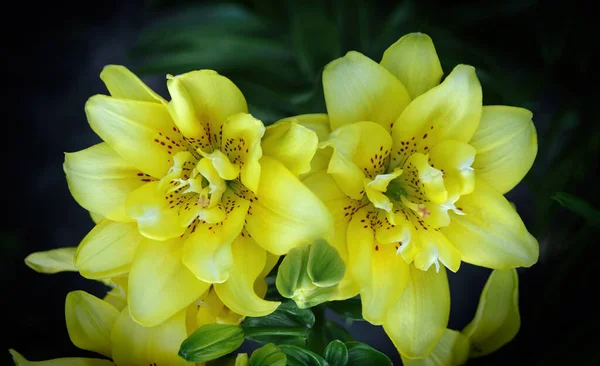 Fiori Boccioli Gigli Tigre Gialli Uno Sfondo Naturale Scuro Focus — Foto Stock