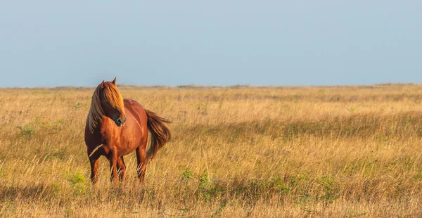 Wilde Kastanien Mitten Der Steppe Selektiver Fokus — Stockfoto