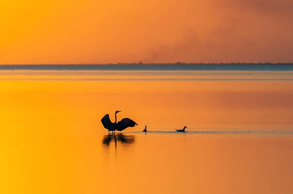 Silueta Pájaros Plataforma Del Mar Luz Del Sol Poniente Enfoque — Foto de Stock