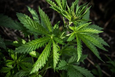 Esrar bitkileri koyu bir arka planda. Kenevir yapraklarının dokusu.