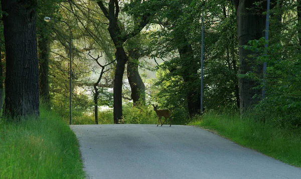 Roe deer on the road in the old city park. Selective focus.