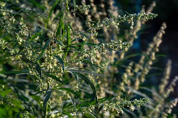 Una Floreciente Plantación Cannabis Está Iluminada Por Sol Enfoque Selectivo — Foto de Stock