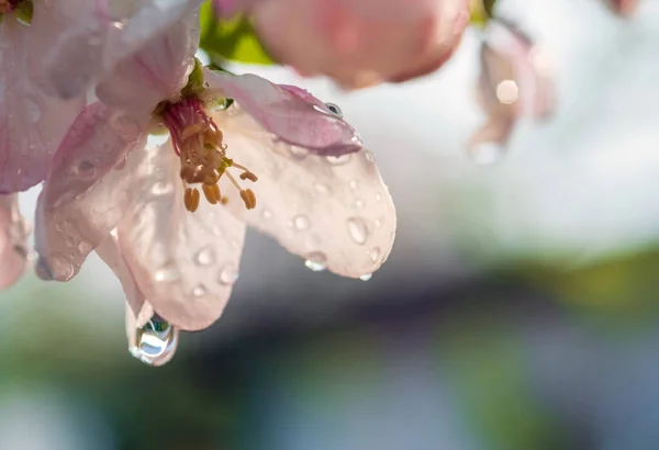 Flores Cor Rosa Macieira Gotas Água Após Chuva Foco Seletivo — Fotografia de Stock