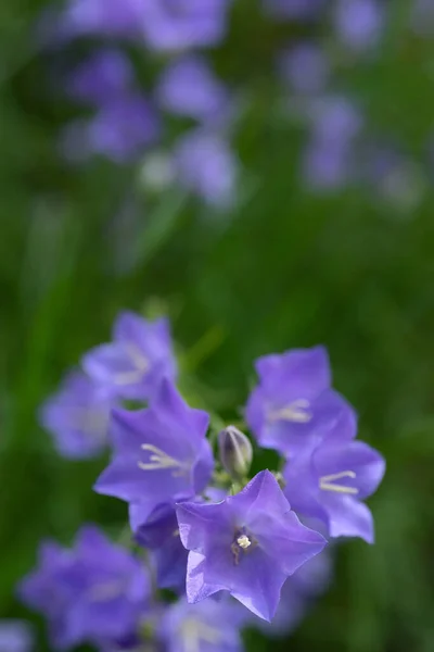 Blühende Blaue Glockenblumen Auf Einem Natürlichen Hintergrund Selektiver Fokus — Stockfoto