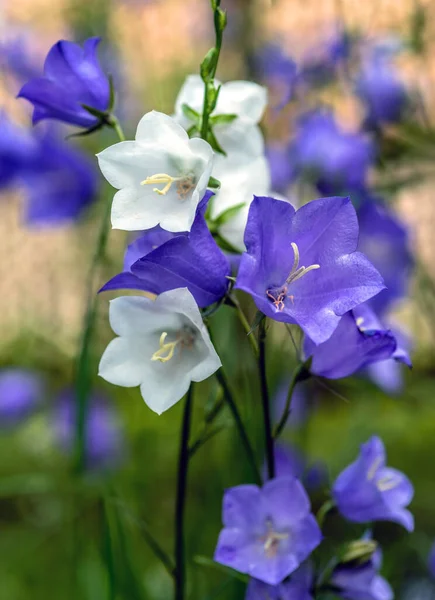 Les Fleurs Bleues Blanches Fleurissent Sur Fond Naturel Concentration Sélective — Photo