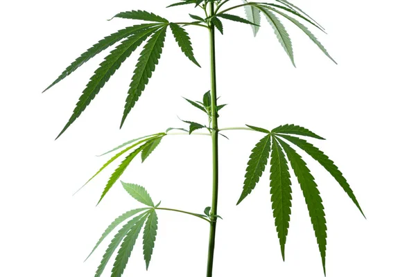 Cannabis Levelek Szár Elszigetelt Fehér Háttér Szelektív Fókusz — Stock Fotó