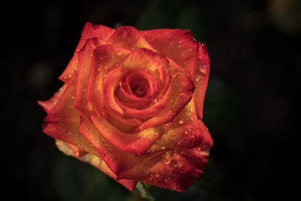 Rosa Giallo Rossa Con Goccioline Acqua Sui Petali Uno Sfondo — Foto Stock