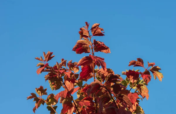 Viburnum Bokor Vörös Levelei Kék Égnek — Stock Fotó