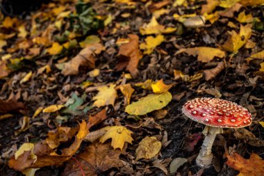 Amarik uç. Amanita, en zehirli mantarlardan biri. Seçici odak. 