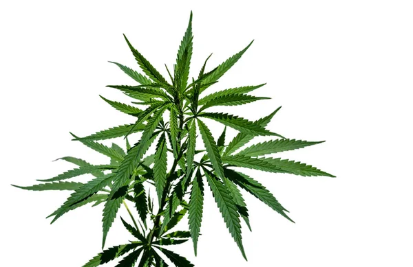 Kenevir bitkisi beyaz arka planda izole edilmiş. Seçici odak. 