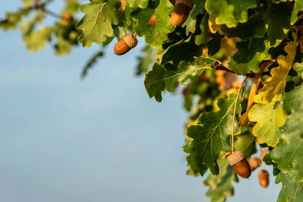 Acorns on the branches of an oak tree against the blue sky. Selective focus.
