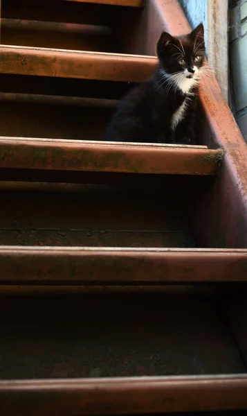 Black White Kitten Sits Stairs — Stock Photo, Image
