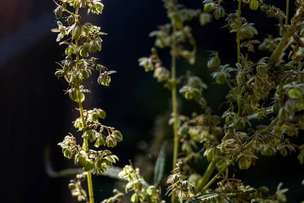 Tapa Iluminada Por Sol Una Planta Cannabis Con Semillas Descomposición — Foto de Stock