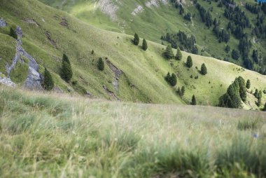 Özellikle de yüksek dağlarda çayırlar. Dolomites, Alpler, İtalya