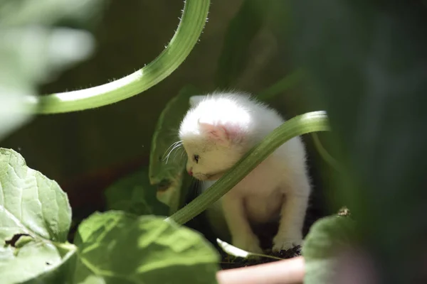 Mały Biały Kotek Wśród Roślin Wazon — Zdjęcie stockowe