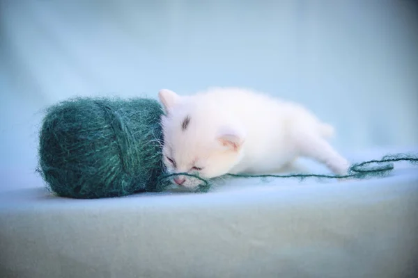 Lovable Fluffy White Kitten Plays Ball Green Wool — стоковое фото