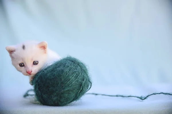 Lovable Fluffy White Kitten Plays Ball Green Wool — стоковое фото