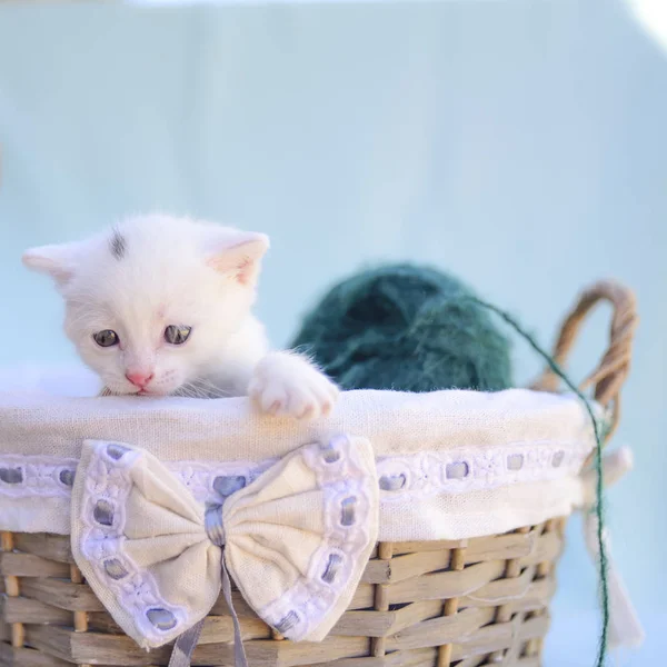 可爱蓬松的白猫玩绿色羊毛球 — 图库照片
