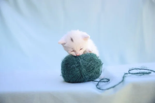 Lovable Fluffy White Kitten Plays Ball Green Wool — стоковое фото