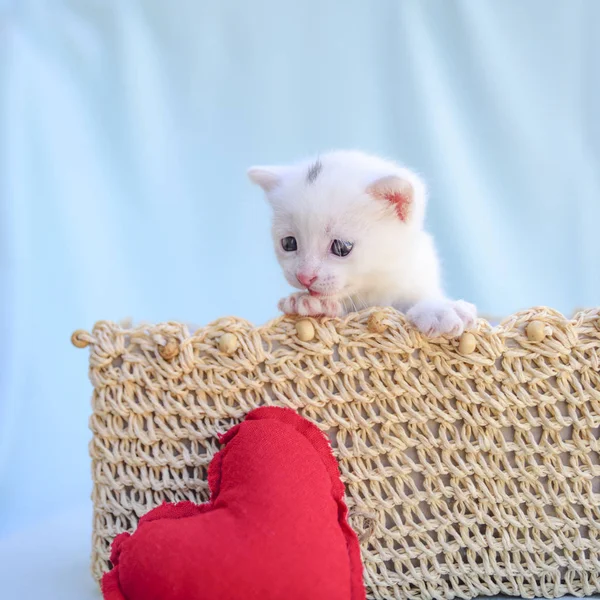 Mały Biały Kotek Wewnątrz Wiklinowy Kosz Patrzy Czerwone Serce — Zdjęcie stockowe