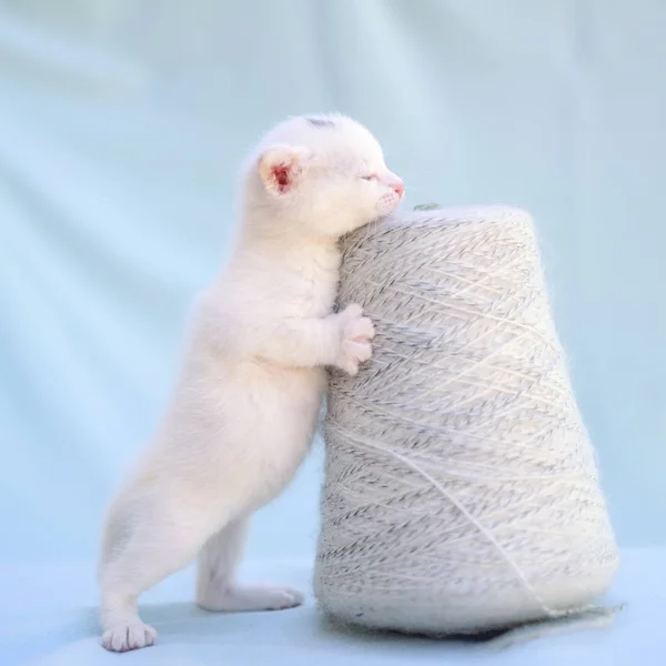 Lovable Fluffy White Kitten Plays Ball Yarn — стоковое фото