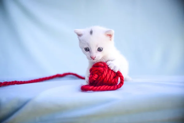 Kochane Puszysty Biały Kotek Bawi Się Kłębek Wełny Czerwony — Zdjęcie stockowe