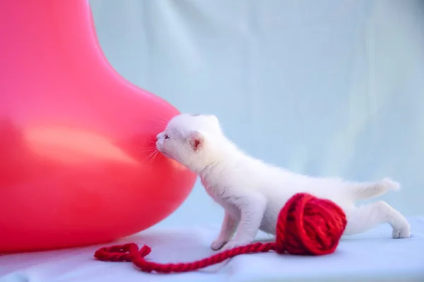 Lovable Fluffy White Kitten Plays Ball Red Wool — стоковое фото