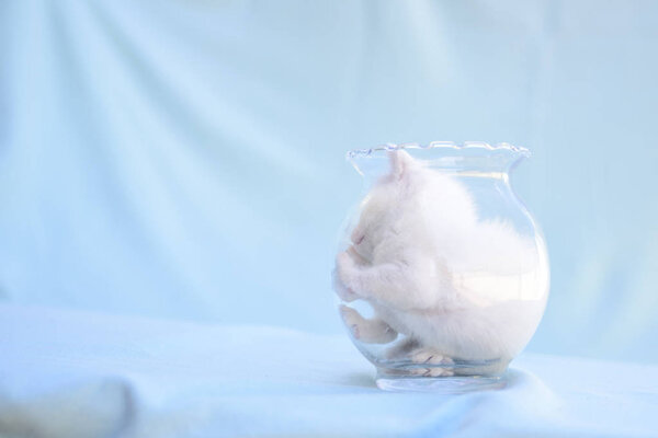 tender and fluffy white kitten plays inside the transparent vase