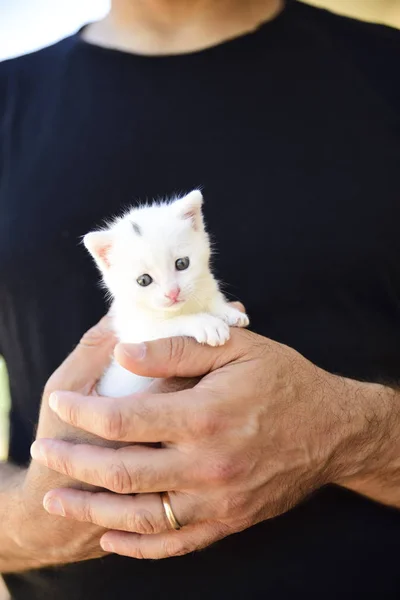 Przetargu Puszysty Biały Kotek Jest Rękach Swego Pana — Zdjęcie stockowe