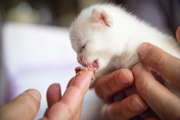 Przetargu Puszysty Biały Kociak Zjada Rąk Swego Pana — Zdjęcie stockowe