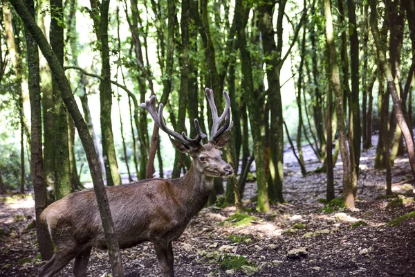 Cerfs Parmi Les Arbres Forêt Méditerranéenne — Photo