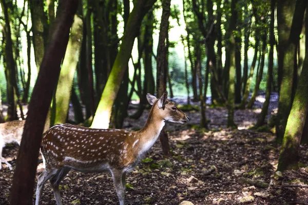 Fauve Parmi Les Arbres Forêt Méditerranéenne — Photo