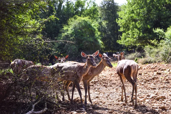 Groupe Jeunes Cerfs Dans Une Clairière Forêt Méditerranéenne — Photo