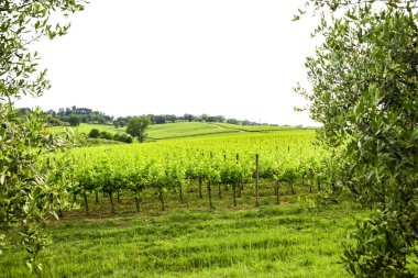 İtalyan kırsal kesimde Merlot ve Sangiovese üzüm. Umbria, İtalya