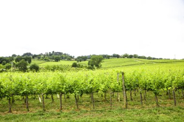 İtalyan kırsal kesimde Merlot ve Sangiovese üzüm. Umbria, İtalya
