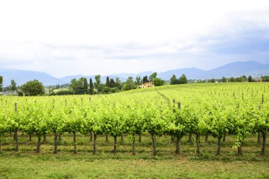 İtalyan kırsal kesimde Merlot ve Sangiovese üzüm. Umbria, İtalya