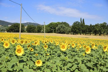 güneşli bir mavi gökyüzü ile Ayçiçeği tarlası