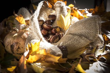 kestane sonbahar yaprakları arasında