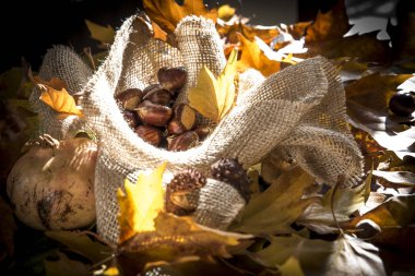 kestane sonbahar yaprakları arasında