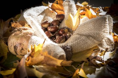 kestane sonbahar yaprakları arasında