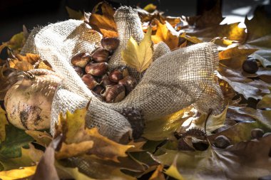 kestane sonbahar yaprakları arasında