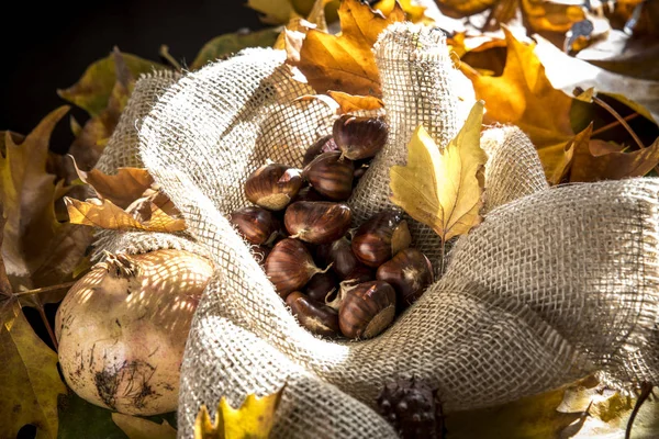 Kastanien Zwischen Herbstblättern — Stockfoto