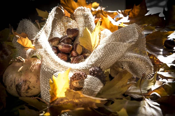 kestane sonbahar yaprakları arasında