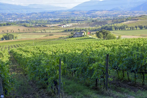 Wijngaard Het Italiaanse Platteland — Stockfoto