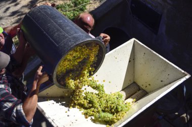 hasat, köylüler üzüm şarap olacak mutlaka üretmek için basın dökün