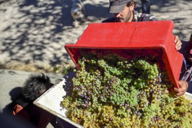 hasat, köylüler üzüm şarap olacak mutlaka üretmek için basın dökün