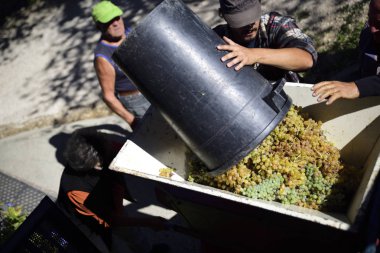 hasat, köylüler üzüm şarap olacak mutlaka üretmek için basın dökün