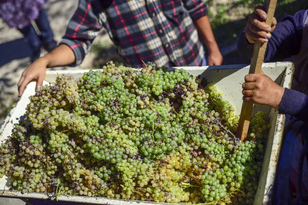 Harvest Peasants Pour Grapes Press Produce Must Become Wine — Stock Photo, Image