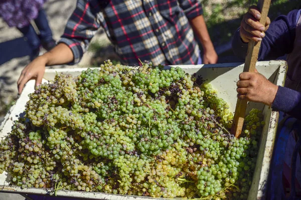 Vendemmia Contadini Versano Uva Nel Torchio Produrre Mosto Che Diventerà — Foto Stock