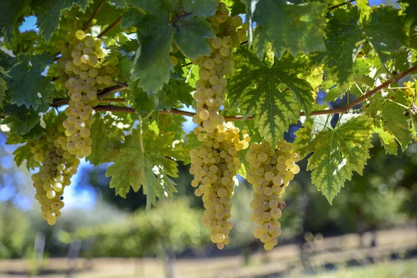 Üzüm bağları kümelerle beyaz üzüm şarap üretimi için